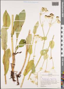 Володушка золотистая Fisch., Сибирь, Алтай и Саяны (S2) (Россия)