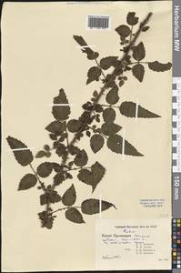 Ежевика, Зарубежная Азия (ASIA) (КНР)