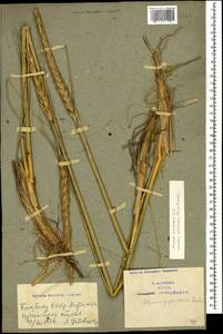 Волоснец кистистый, Колосняк кистистый (Lam.) Tzvelev, Кавказ, Азербайджан (K6) (Азербайджан)