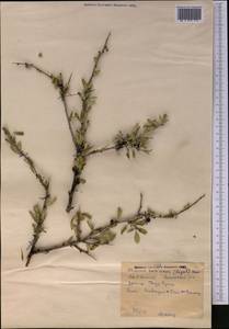 Rhamnus integrifolia DC., Средняя Азия и Казахстан, Западный Тянь-Шань и Каратау (M3) (Киргизия)