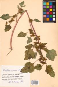Xanthium orientale var. albinum (Widd.) Adema & M. T. Jansen, Восточная Европа, Западный район (E3) (Россия)