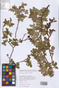 Шиповник щитконосный, Роза щитконосная Borkh., Восточная Европа, Нижневолжский район (E9) (Россия)