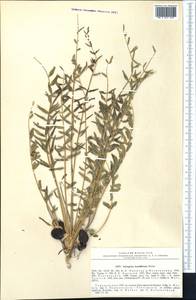 Astragalus kuschkensis Boriss., Средняя Азия и Казахстан, Каракумы (M6) (Туркмения)