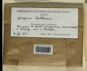 Sphagnum balticum (Russow) C.E.O. Jensen, Гербарий мохообразных, Мхи - Среднее Поволжье (B9) (Россия)