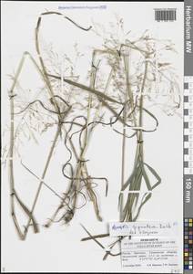 Полевица гигантская Roth, Восточная Европа, Средневолжский район (E8) (Россия)