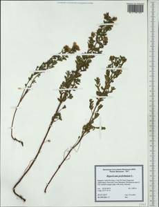 Hypericum perfoliatum L., Западная Европа (EUR) (Болгария)