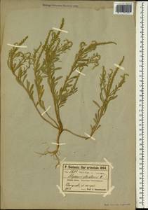 Alyssum strictum Willd., Зарубежная Азия (ASIA) (Турция)