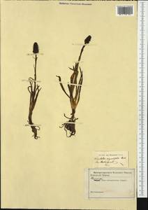 Gymnadenia nigra (L.) Rchb.f., Западная Европа (EUR)