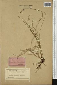 Carex ferruginea Scop., Западная Европа (EUR) (Швейцария)