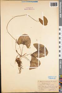 Кувшинка четырехгранная Georgi, Восточная Европа, Северный район (E1) (Россия)