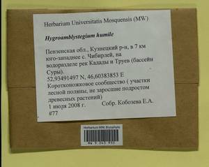 Hygroamblystegium humile (P. Beauv.) Vanderp., Hedenäs & Goffinet, Гербарий мохообразных, Мхи - Среднее Поволжье (B9) (Россия)