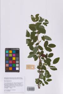 Шиповник майский Herrm., Восточная Европа, Московская область и Москва (E4a) (Россия)