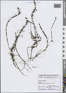 Хвостник обыкновенный, Водяная сосенка L., Сибирь, Центральная Сибирь (S3) (Россия)