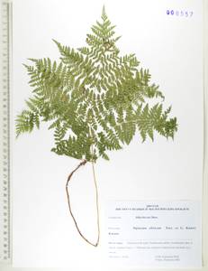 Диплазиум сибирский (Turcz. ex Kunze) Sa.Kurata, Сибирь, Дальний Восток (S6) (Россия)