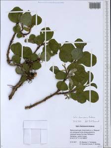 Ива Шамиссо Andersson, Сибирь, Чукотка и Камчатка (S7) (Россия)