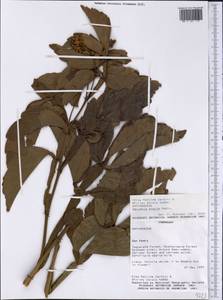 Serjania erecta Radlk., Америка (AMER) (Парагвай)