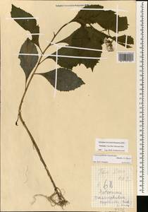 Crassocephalum crepidioides (Benth.) S. Moore, Зарубежная Азия (ASIA) (Вьетнам)