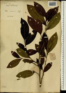Camellia sinensis var. assamica (Masters) Kitamura, Зарубежная Азия (ASIA) (Индонезия)