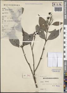 Syzygium acuminatissimum (Blume) DC., Зарубежная Азия (ASIA) (КНР)
