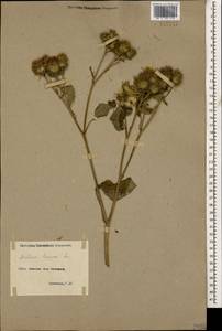 Лопух большой L., Кавказ, Армения (K5) (Армения)