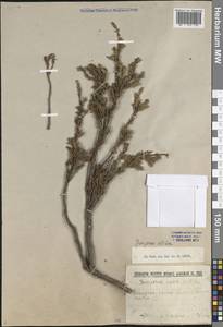 Можжевельник скальный Pall., Восточная Европа, Северный район (E1) (Россия)