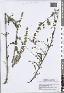 Смолевка днепровская (Gruner) Walters, Восточная Европа, Центральный лесостепной район (E6) (Россия)