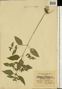 Пикульник двунадрезанный, Жабрей Boenn., Восточная Европа, Московская область и Москва (E4a) (Россия)