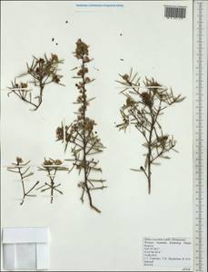 Hakea ruscifolia Labill., Австралия и Океания (AUSTR) (Австралия)