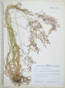 Полевица широкометельчатая Mez, Сибирь, Дальний Восток (S6) (Россия)