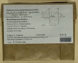 Cirriphyllum piliferum (Hedw.) Grout, Гербарий мохообразных, Мхи - Центральное Нечерноземье (B6) (Россия)