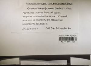 MW 9 111 354, Cynodontium polycarpon (Hedw.) Schimp., Гербарий мохообразных, Мхи - Карелия, Ленинградская и Мурманская области (B4) (Россия)