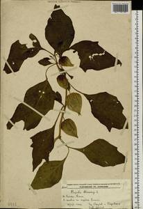 Alkekengi officinarum Moench, Сибирь, Дальний Восток (S6) (Россия)