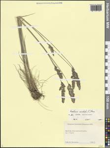 Тонконог пирамидальный (Lam.) P.Beauv., Кавказ, Дагестан (K2) (Россия)