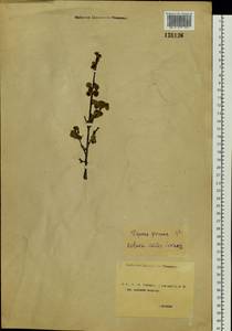 Береза железистая Michx., Сибирь, Чукотка и Камчатка (S7) (Россия)