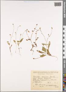 Crepis zacintha (L.) Babc., Кавказ, Грузия (K4) (Грузия)