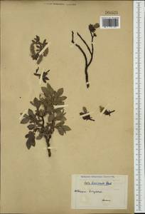 Salix breviserrata B. Flod., Западная Европа (EUR) (Швейцария)