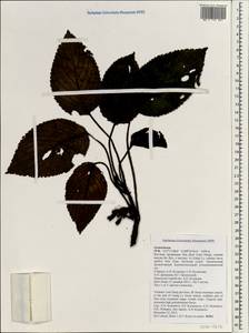 Gesneriaceae, Зарубежная Азия (ASIA) (Вьетнам)