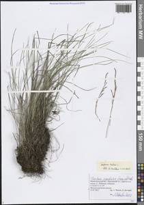 Овсяница красная L., Восточная Европа, Волжско-Камский район (E7) (Россия)