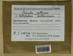 Callicladium haldaneanum (Grev.) H.A. Crum, Гербарий мохообразных, Мхи - Башкортостан, Челябинская и Оренбургская области (B14) (Россия)