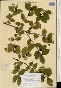 Lonicera caucasica subsp. orientalis (Lam.) D. F. Chamb. & Long, Кавказ, Северная Осетия, Ингушетия и Чечня (K1c) (Россия)