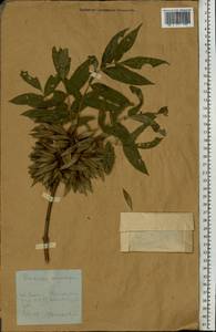 Ясень остроплодный (M.Bieb. ex Willd.) Franco & Rocha Afonso, Восточная Европа, Молдавия (E13a) (Молдавия)