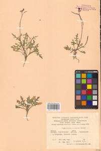 Двурядка меловая Kotov, Восточная Европа, Центральный лесостепной район (E6) (Россия)