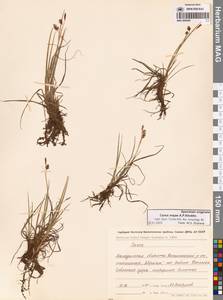 Осока магелланская орошенная (Wahlenb.) Hiitonen, Сибирь, Чукотка и Камчатка (S7) (Россия)