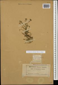 Минуарция щетинковая (Thuill.) Hayek, Кавказ, Грузия (K4) (Грузия)