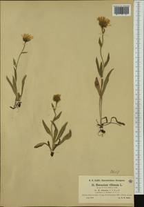 Hieracium villosum Jacq., Западная Европа (EUR) (Швейцария)