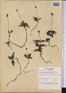 Chimaphila maculata (L.) Pursh, Америка (AMER) (США)
