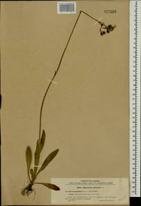 Pilosella erythrochrista (Nägeli & Peter) S. Bräut. & Greuter, Восточная Европа, Северный район (E1) (Россия)