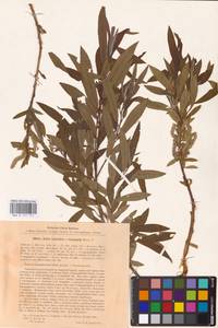 Salix triandra × viminalis, Восточная Европа, Северо-Западный район (E2) (Россия)