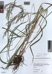 Вейник пурпурный (Trin.) Trin., Сибирь, Алтай и Саяны (S2) (Россия)