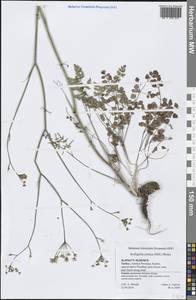 Скалигерия рапсовидная (Willd. ex Spreng.) Grande, Зарубежная Азия (ASIA) (Турция)